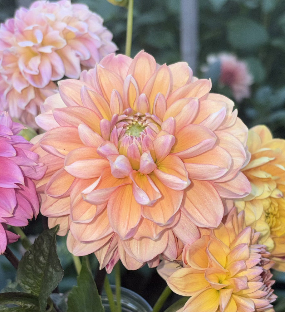 Tsukuba Otohime dahlia