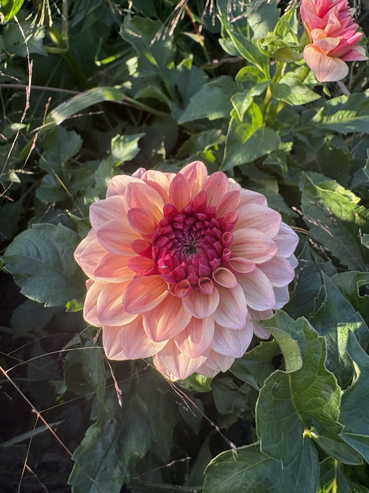 Tuscany dahlia