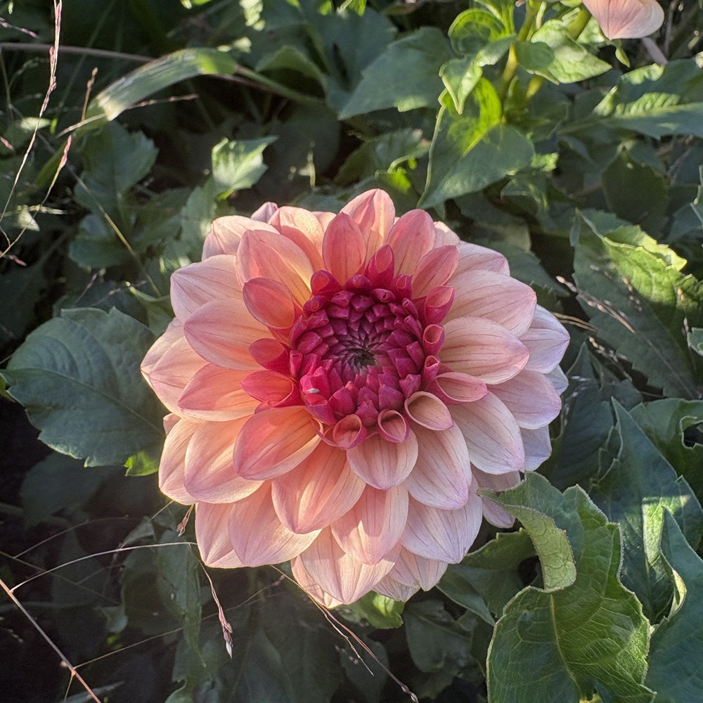 Tuscany dahlia