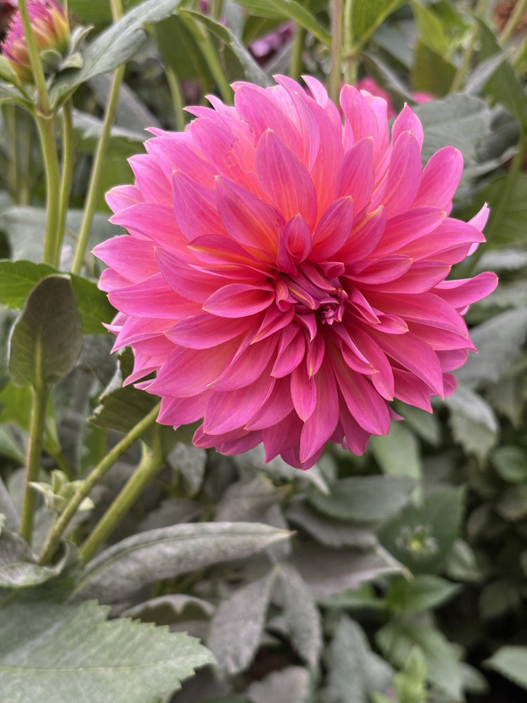 Tuscany dahlia
