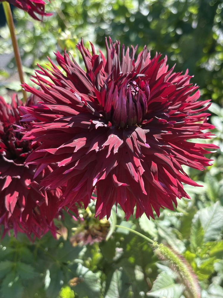 Van Isle Cherry Thorn dahlia