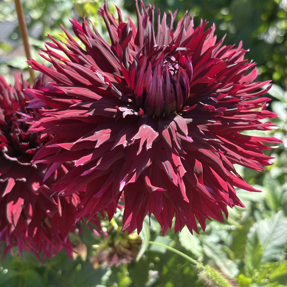 Van Isle Cherry Thorn dahlia