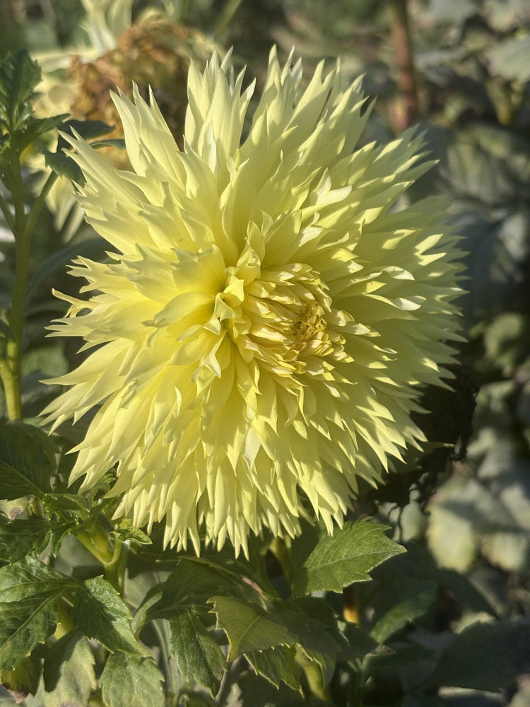 Van Isle Citronella dahlia