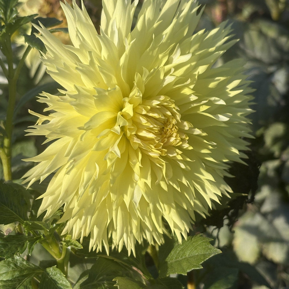 Van Isle Citronella dahlia
