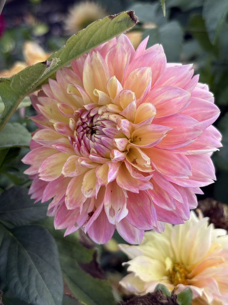 Van Isle Glow dahlia