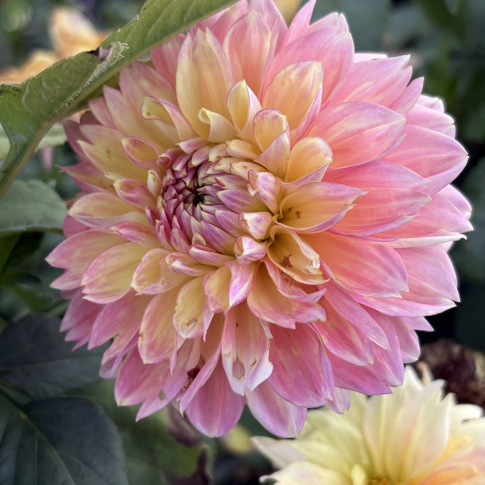 Van Isle Glow dahlia