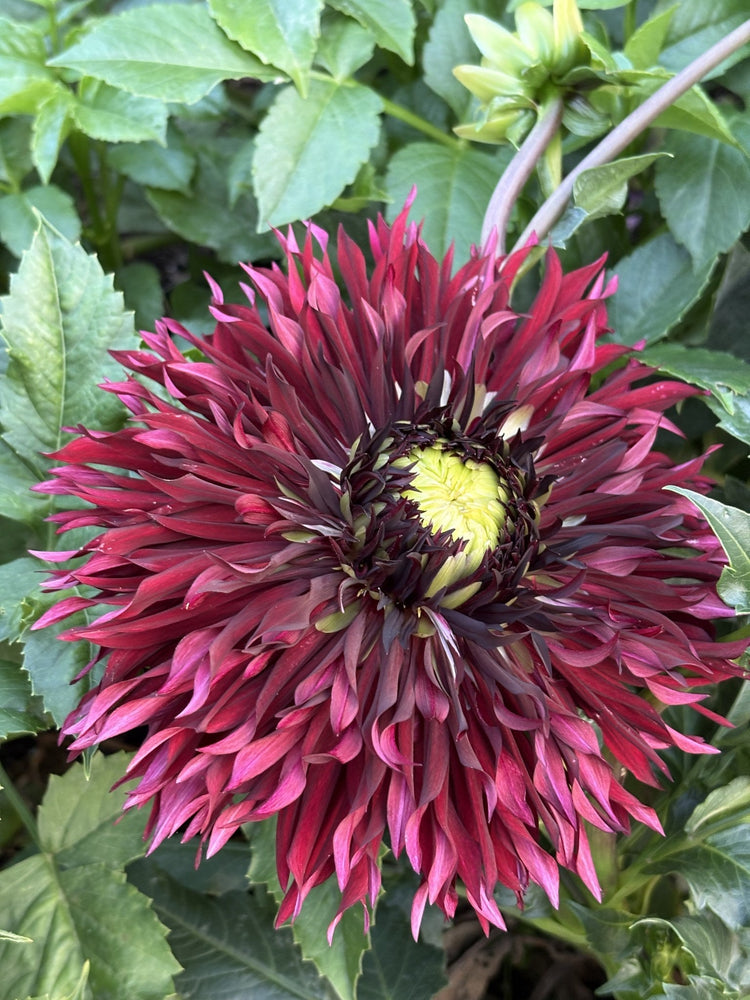 Van Isle Maine dahlia