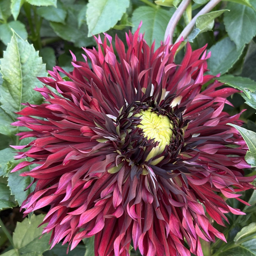Van Isle Maine dahlia