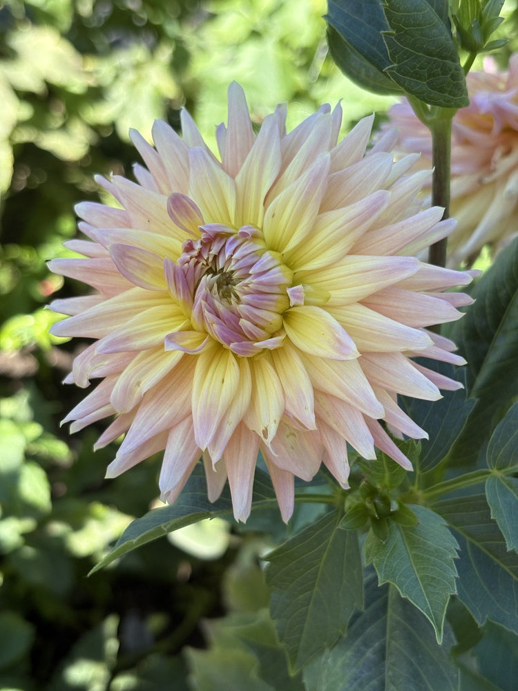 Van Isle Pacifica dahlia