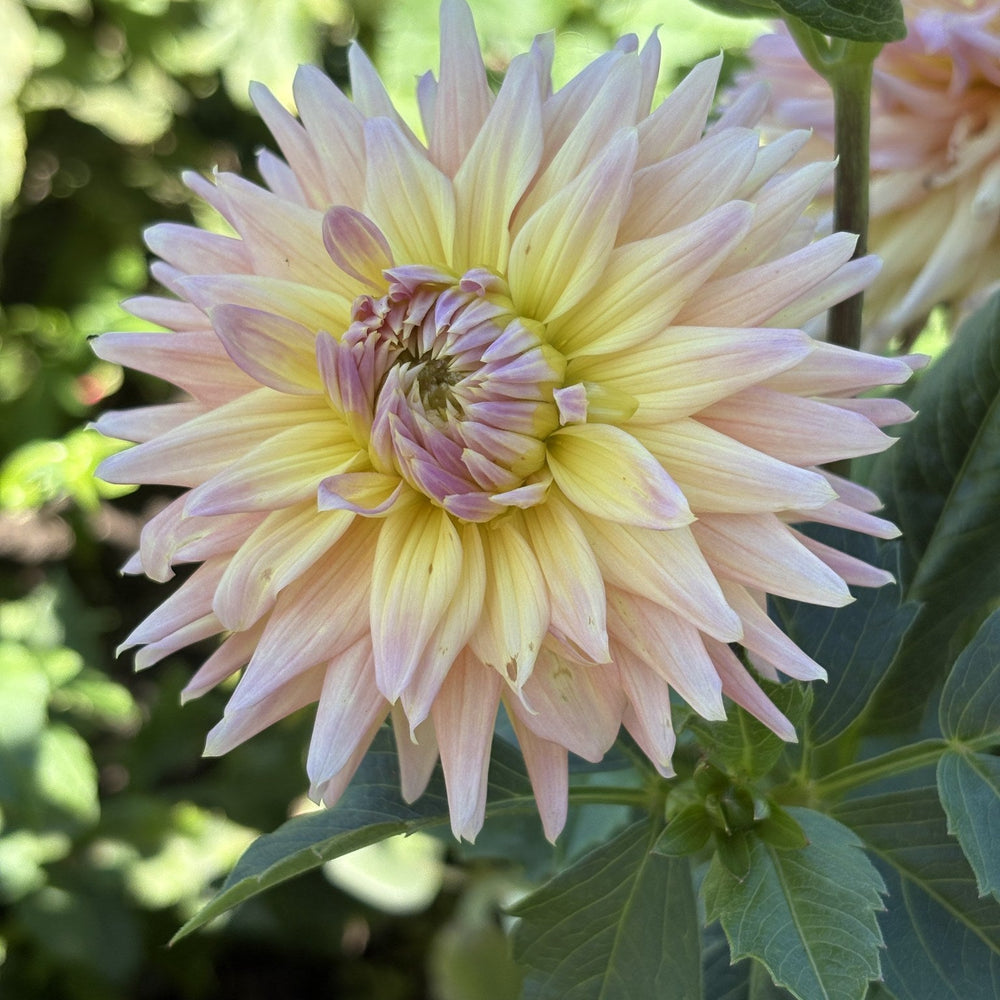 Van Isle Pacifica dahlia