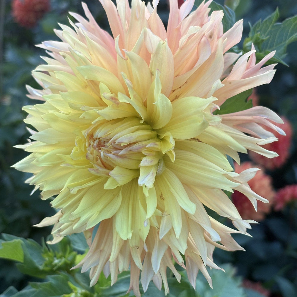Van Isle Princess dahlia