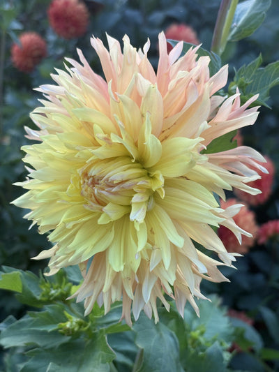 Van Isle Princess dahlia