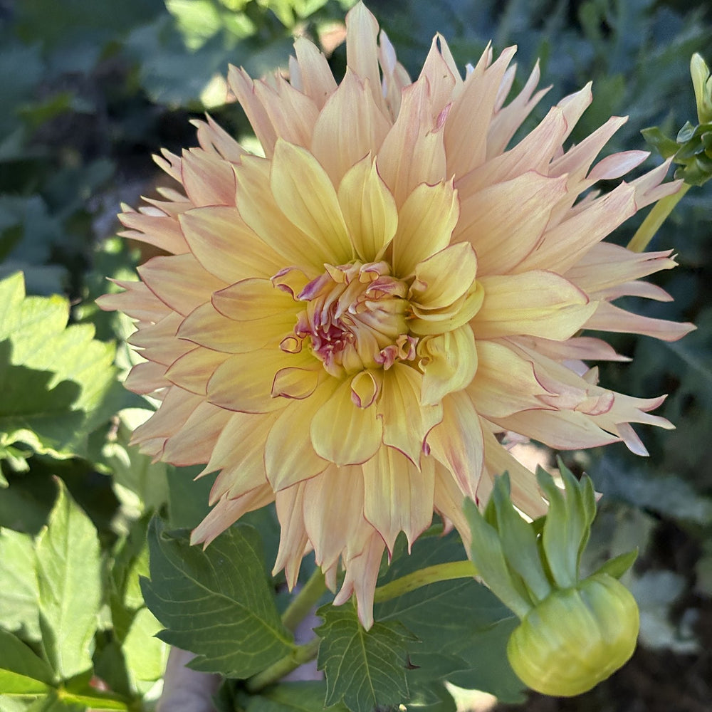Van Isle Princess dahlia