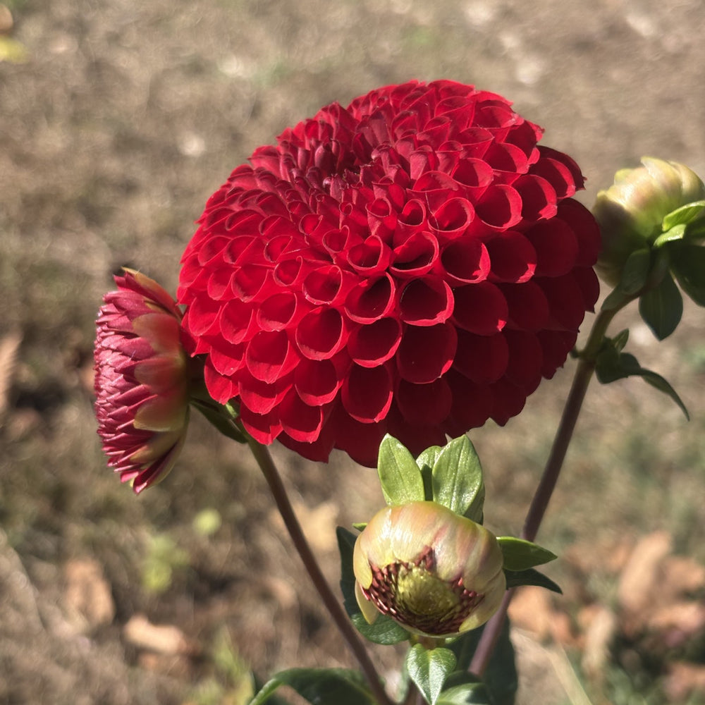 Van Isle Ruby Slippers dahlia grown by Petrolia Bloom Co. in Petrolia, Ontario
