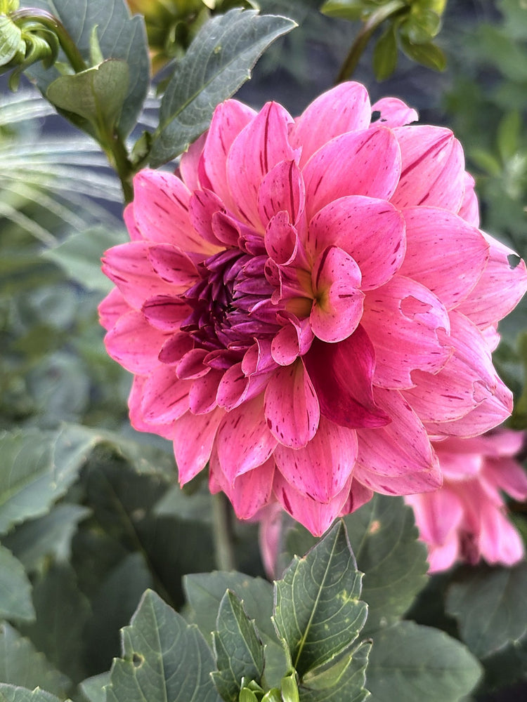 Van Isle Salish Sunset dahlia