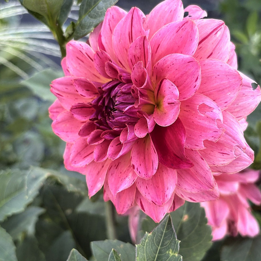 Van Isle Salish Sunset dahlia