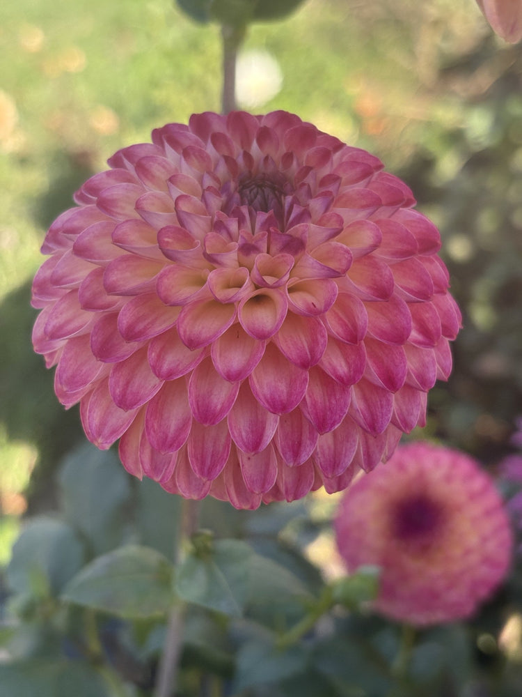 Van Isle Sangria dahlia