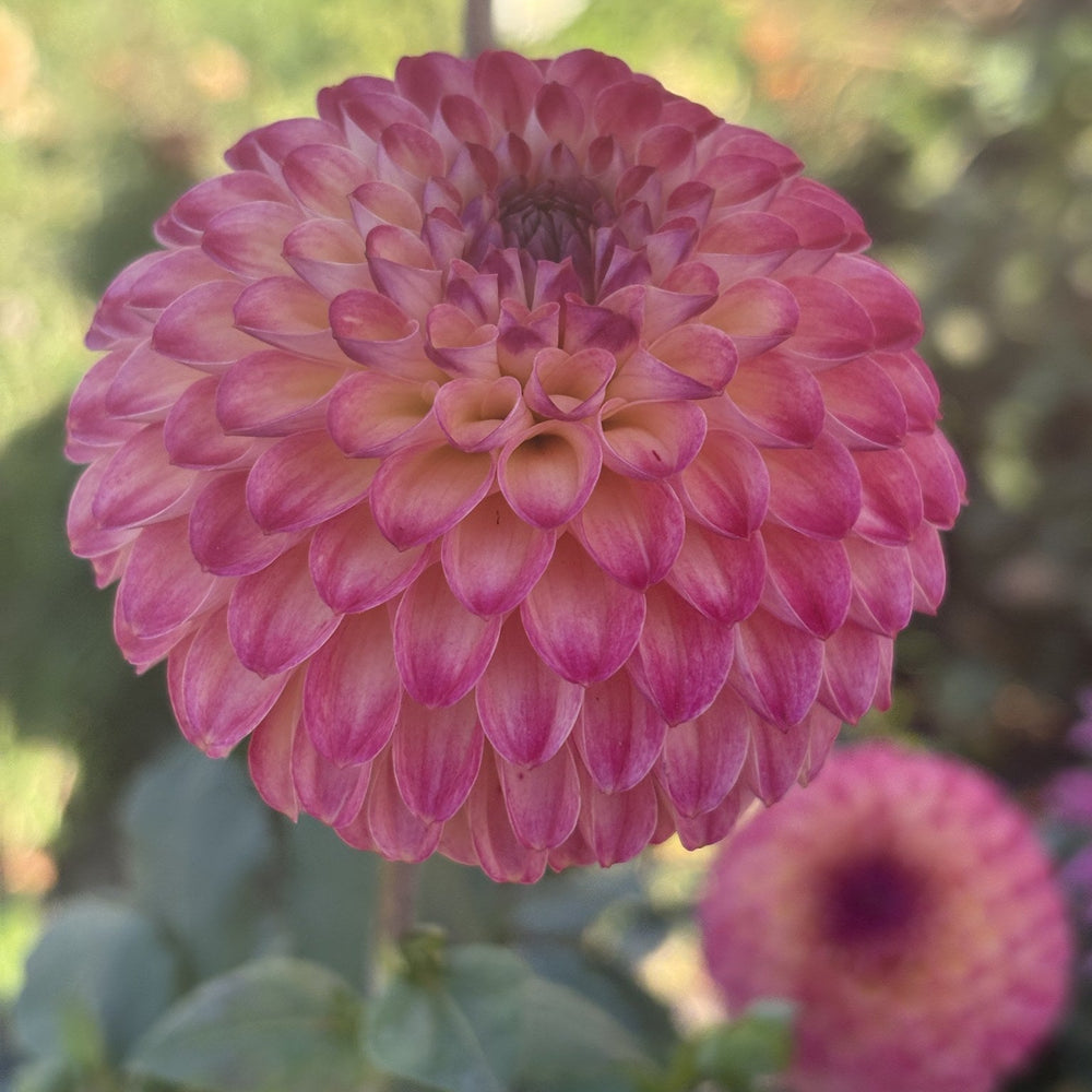 Van Isle Sangria dahlia