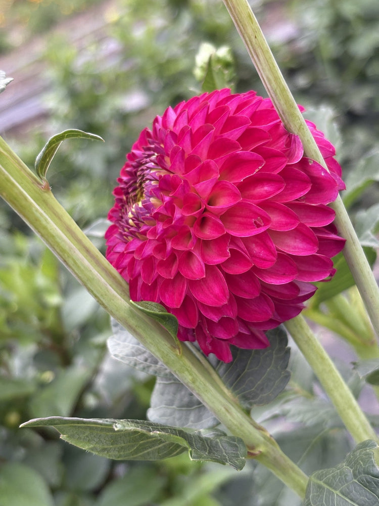 Van Isle Sangria dahlia