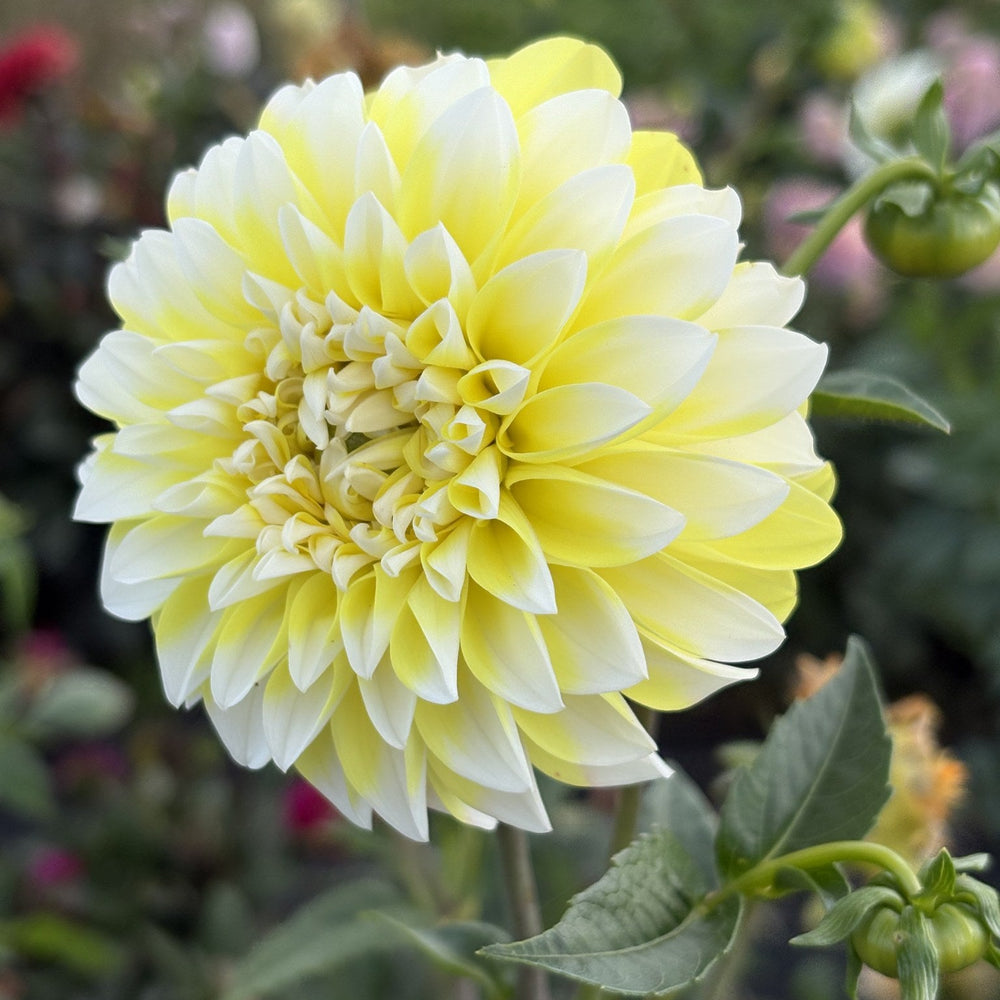 Van Isle Shine dahlia