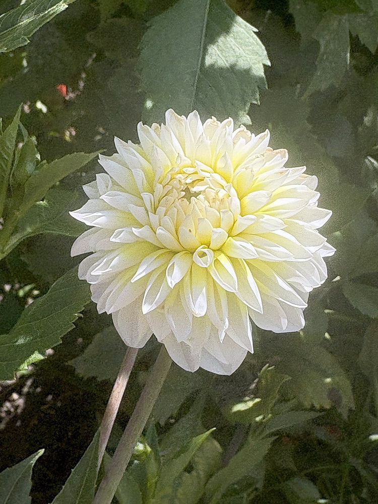 Van Isle Shine dahlia