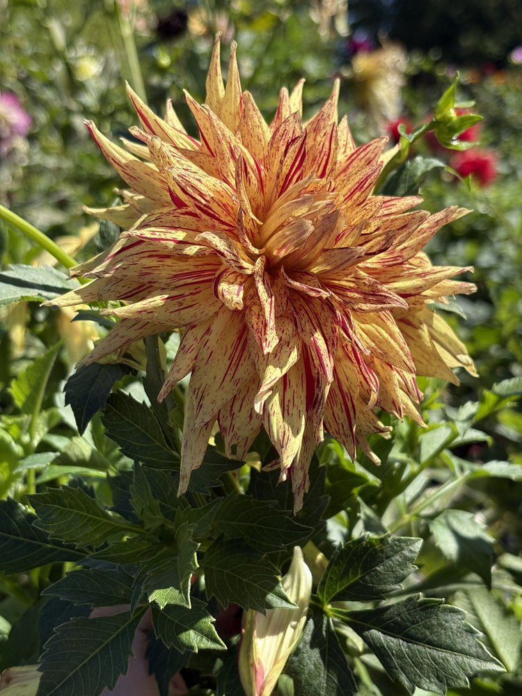 Van Isle Spitfire dahlia