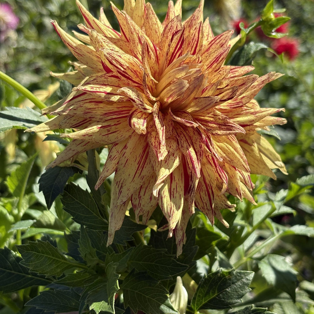 Van Isle Spitfire dahlia