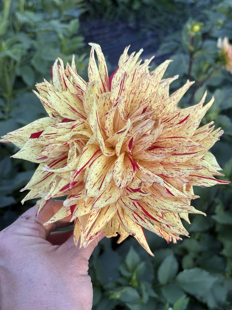 Van Isle Spitfire dahlia