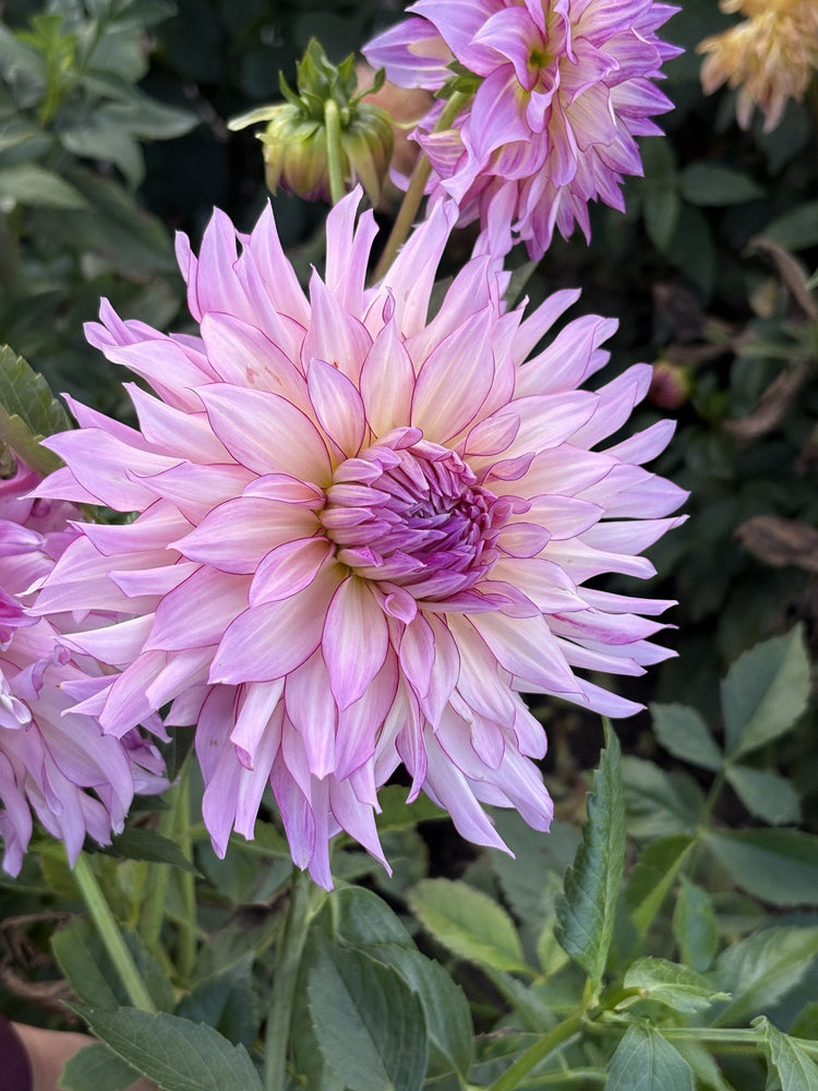 Vecca Lucia dahlia