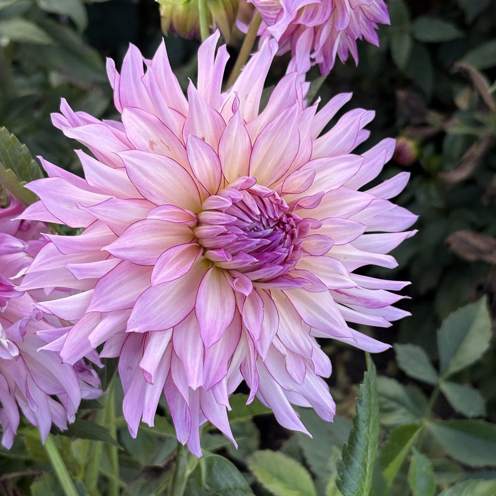 Vecca Lucia dahlia