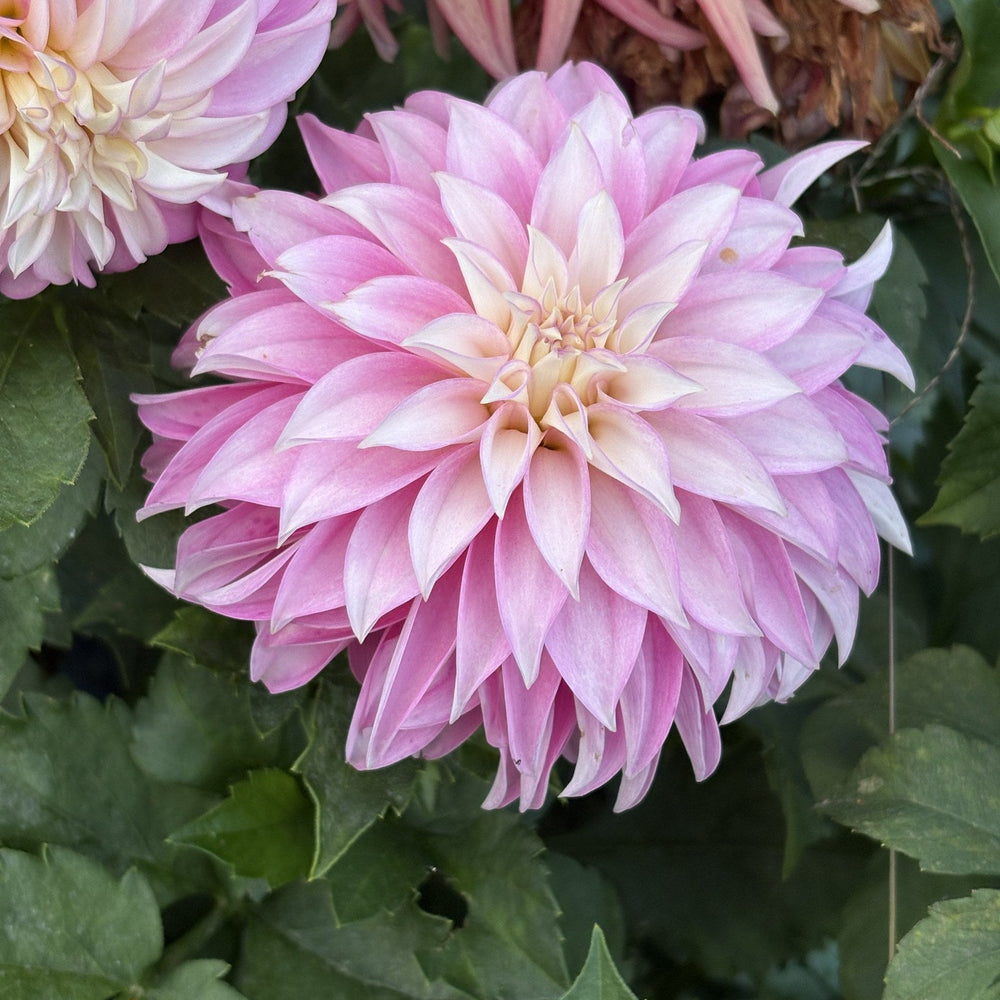 Verrone's DF dahlia