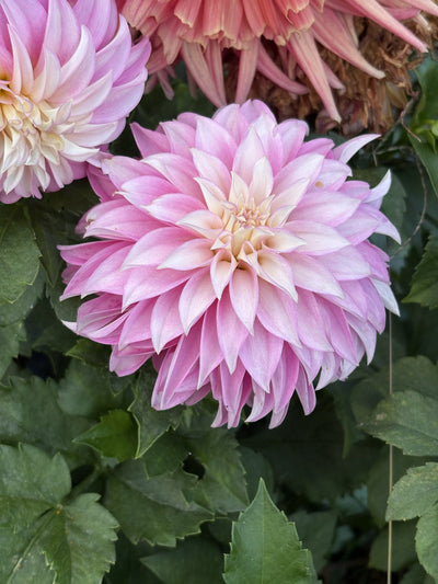 Verrone's DF dahlia