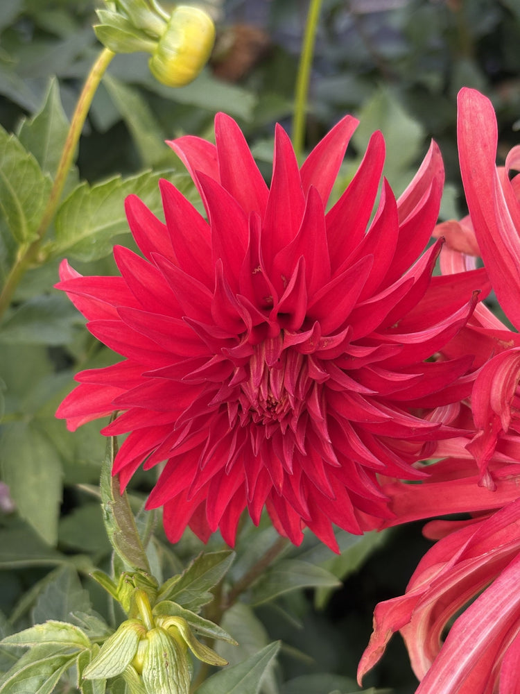 Verrone's Maddy V dahlia