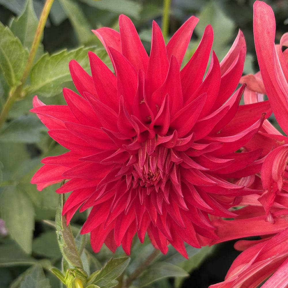 Verrone's Maddy V dahlia