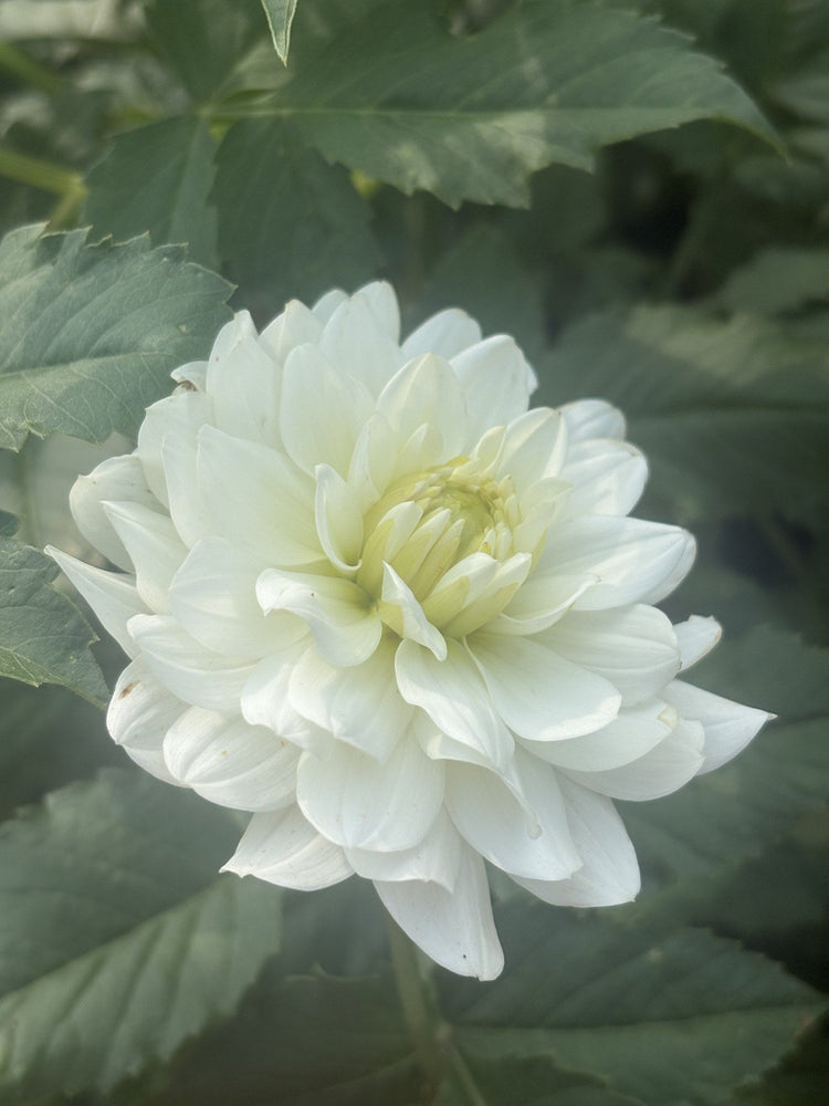 Van Isle Cirrus dahlia