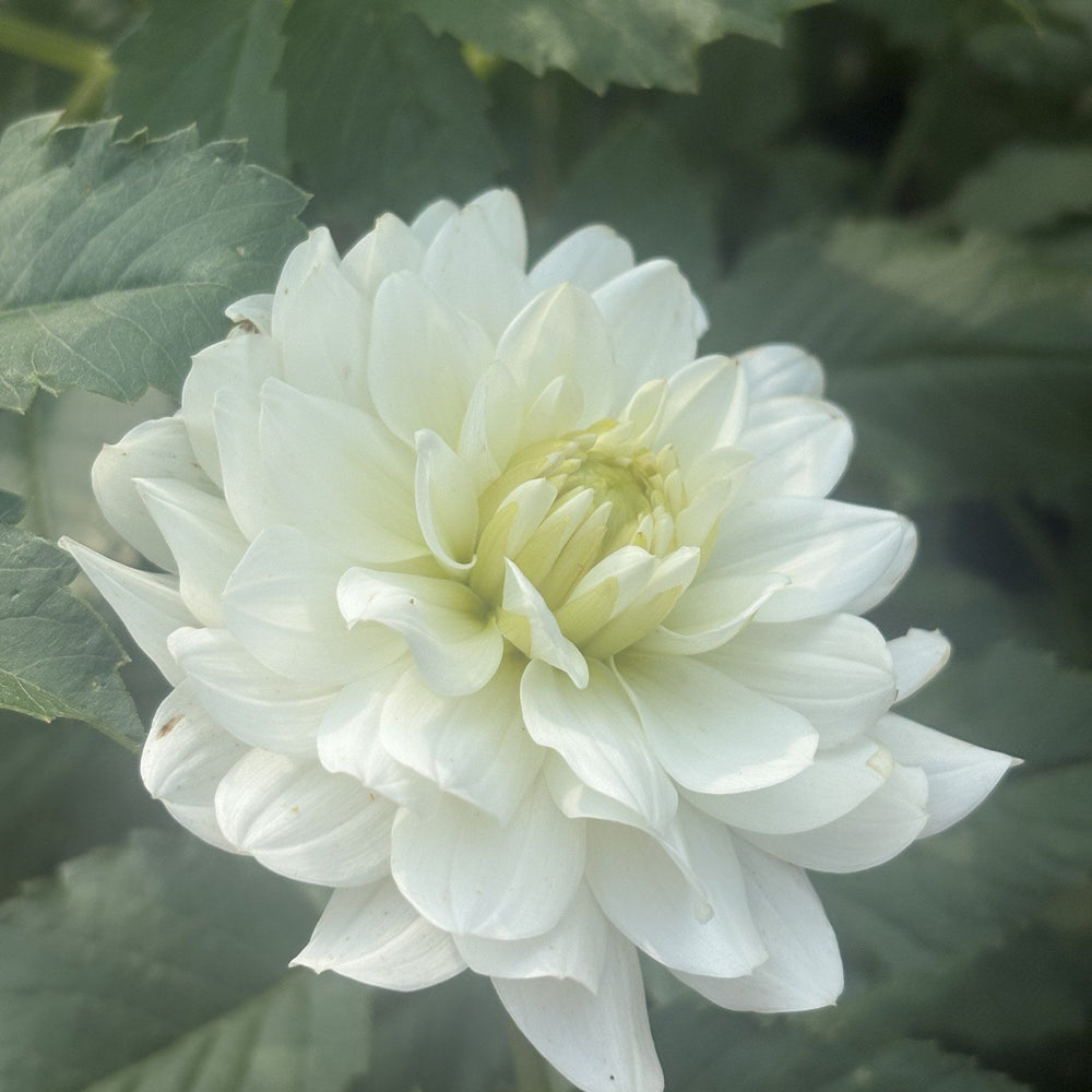 Van Isle Cirrus dahlia