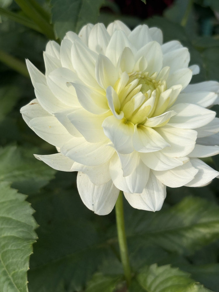 Van Isle Cirrus dahlia