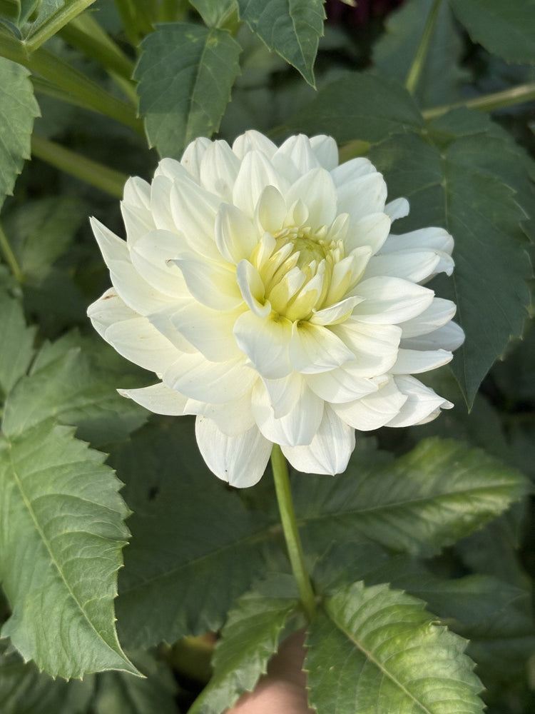 Van Isle Cirrus dahlia