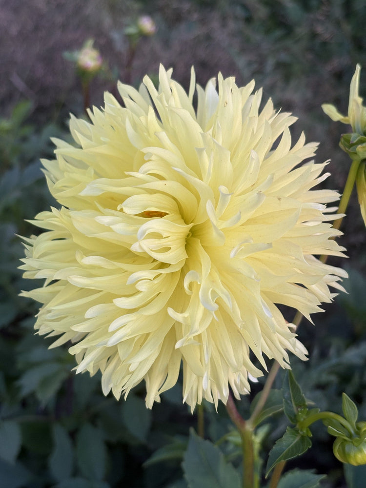 Vista Lindsay dahlia