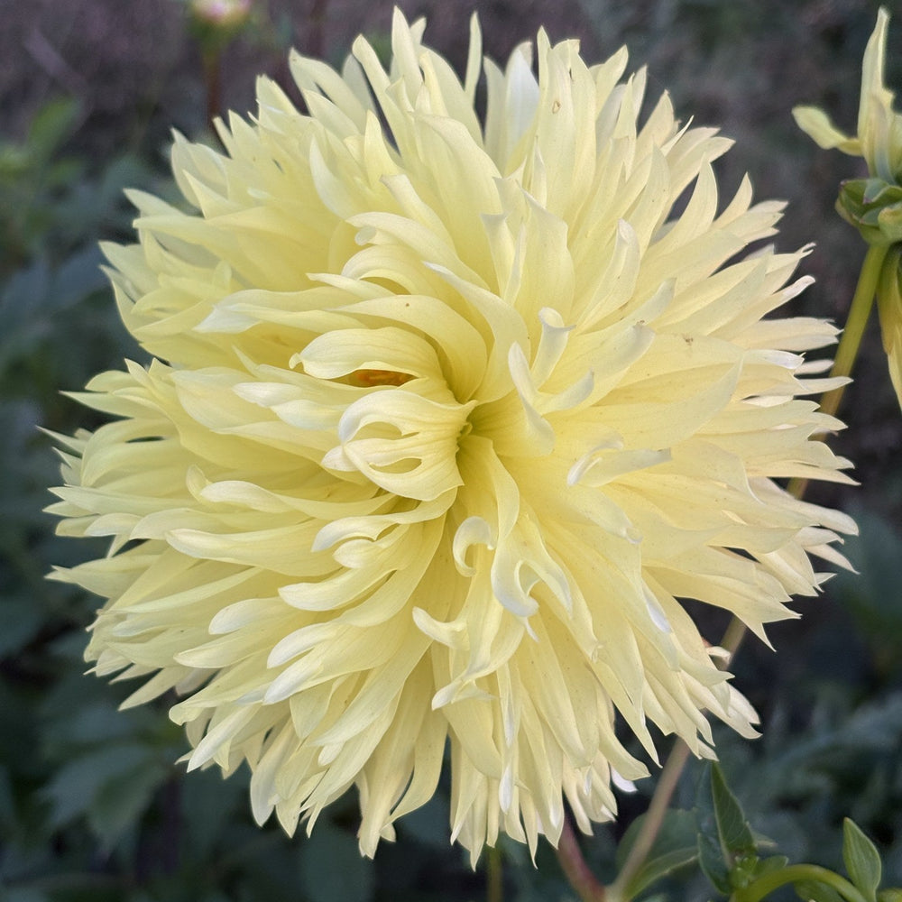 Vista Lindsay dahlia