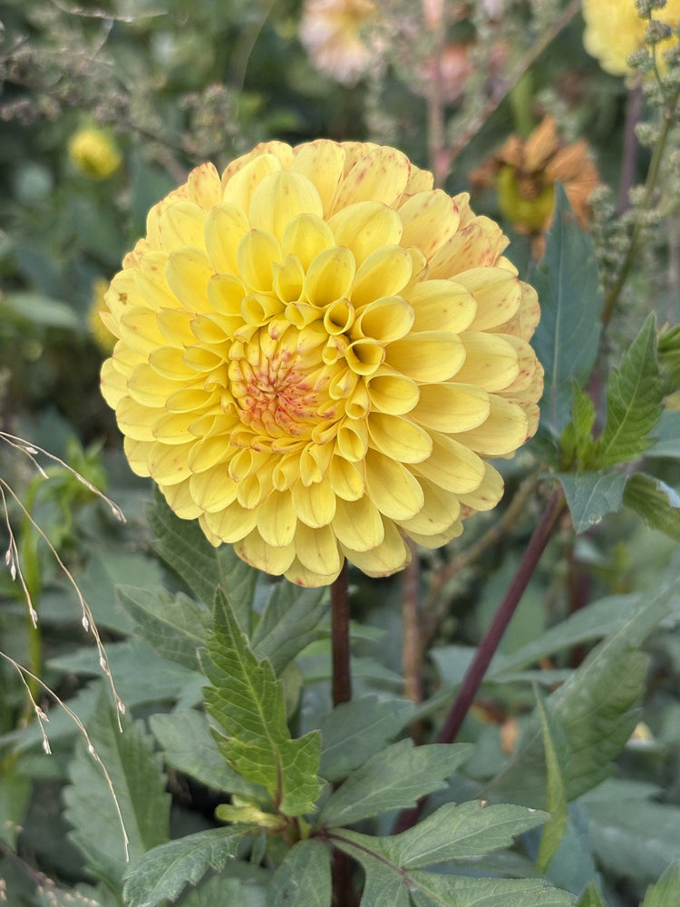 WB Saffron dahlia