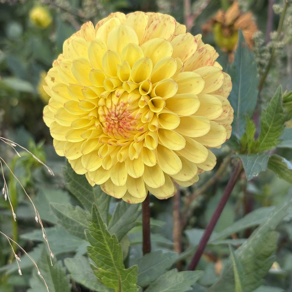 WB Saffron dahlia