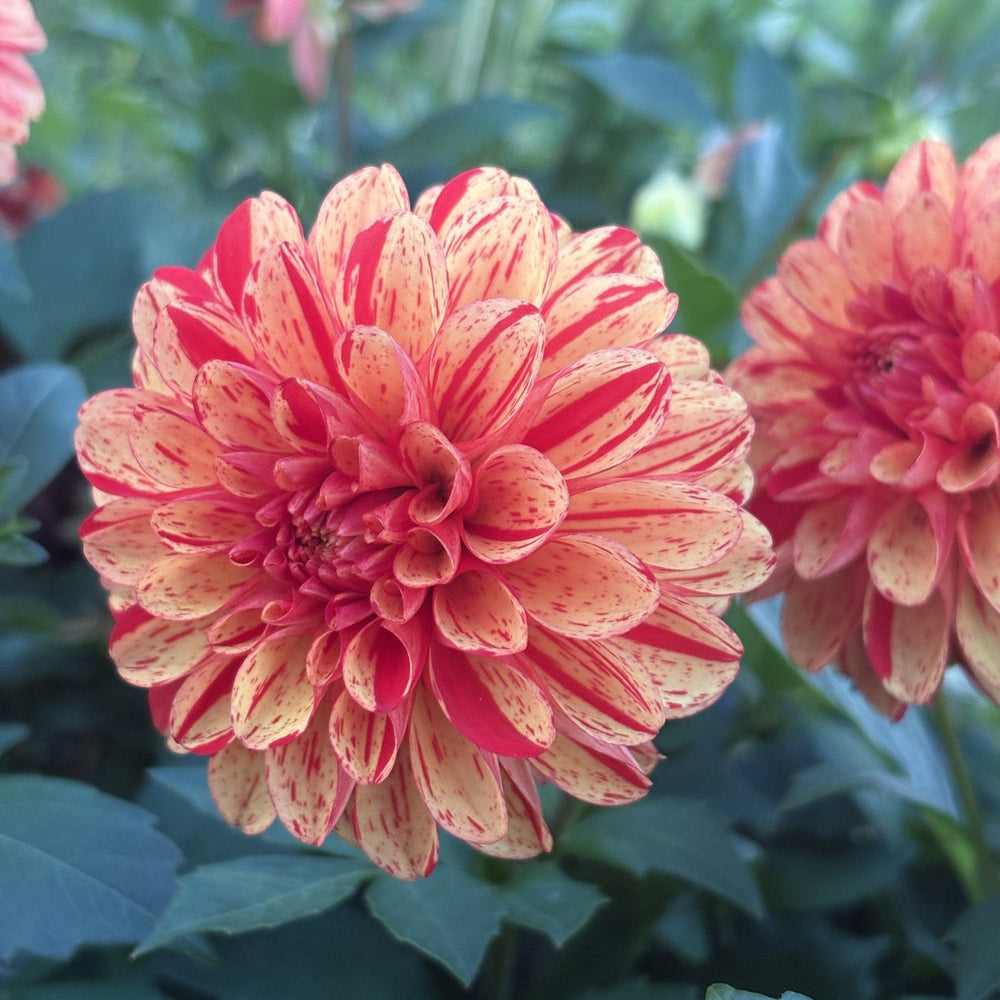 WD Goldfinch dahlia