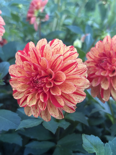 WD Goldfinch dahlia