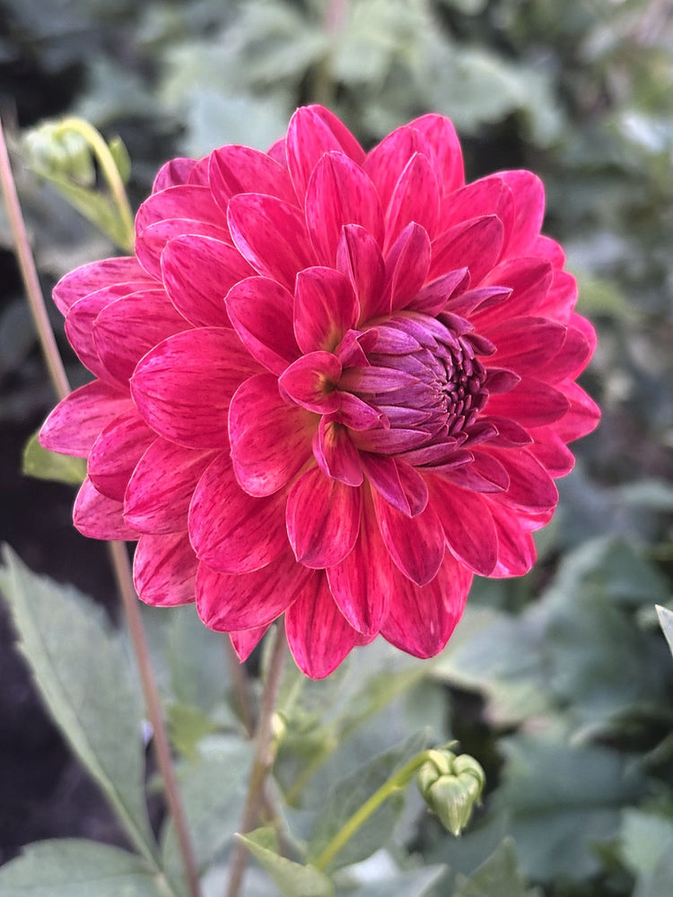 WD Sandy dahlia