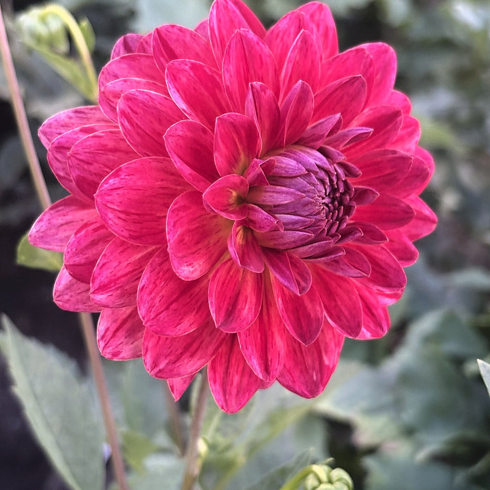WD Sandy dahlia