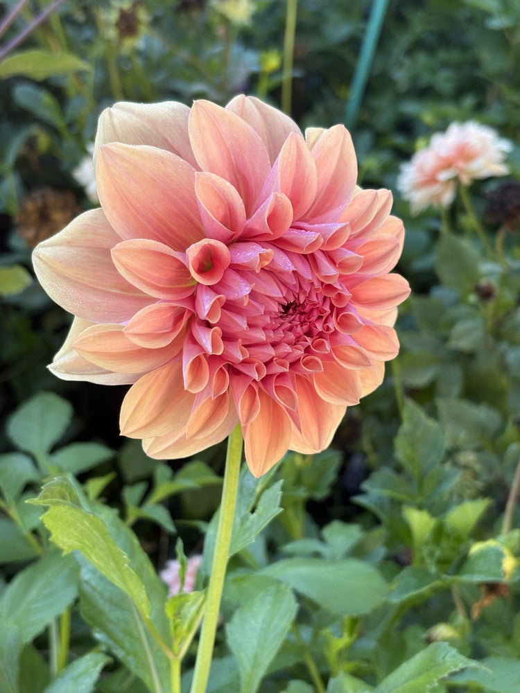 West Coast dahlia