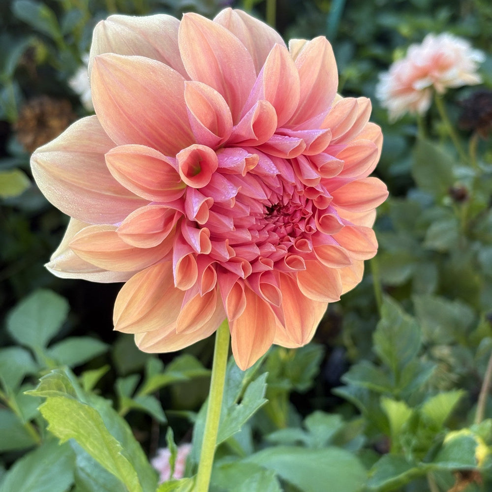West Coast dahlia