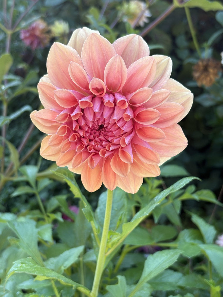 West Coast dahlia