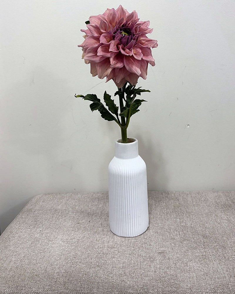 West Coast dahlia
